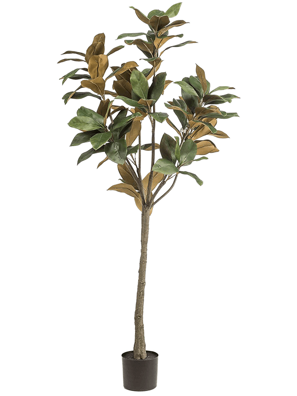 Magnolia Denudata (150)