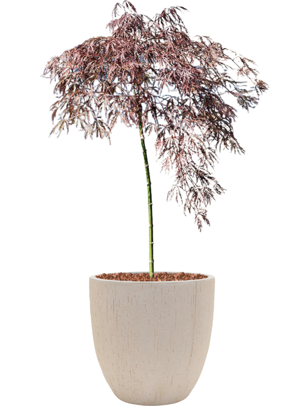 Acer palmatum 'Crimson Queen' (100-140) in Baq Raindrop (129) inkl. Gefäß