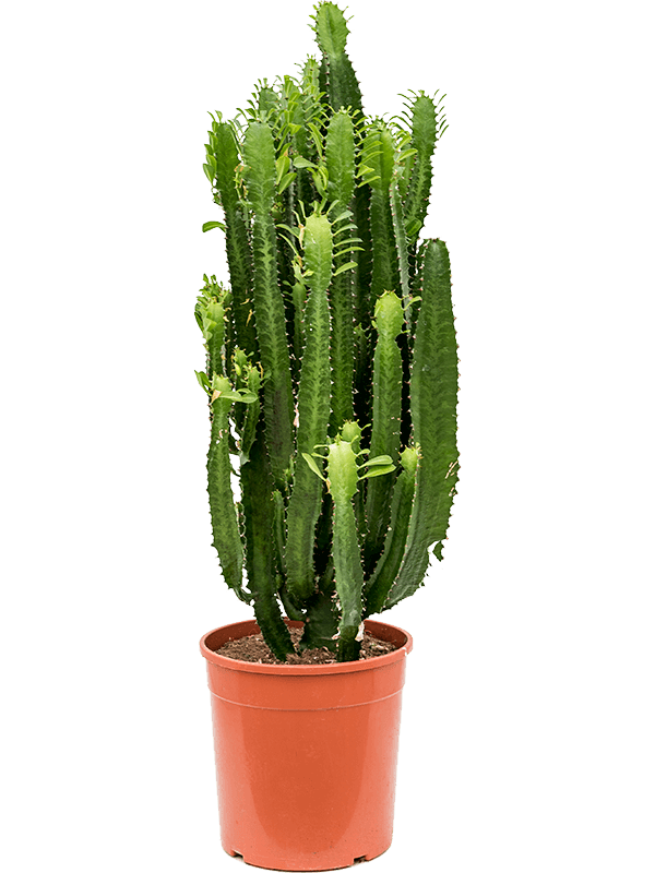 Euphorbia acrurensis (Erde 100)