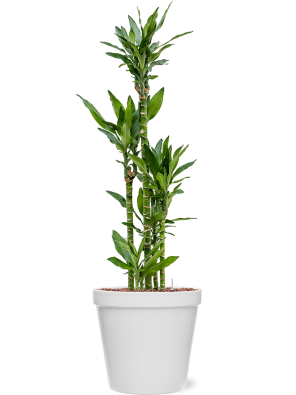 Dracaena fragrans 'Burundii' in Feliz (144) inkl. Gefäß