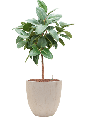 Ficus elastica 'Robusta' in Baq Raindrop (131) inkl. Gefäß