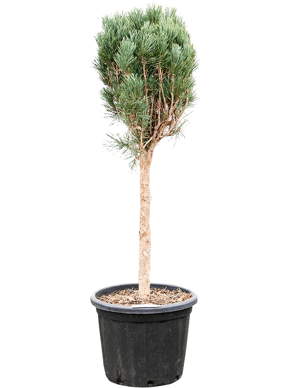 Pinus sylvestris 'Glauca' (Erde 140)