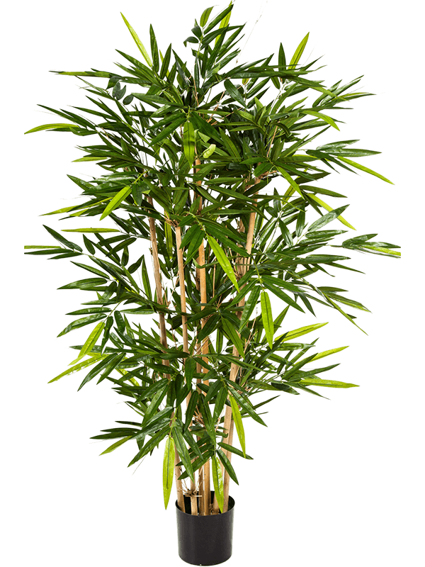 Bamboo (150)
