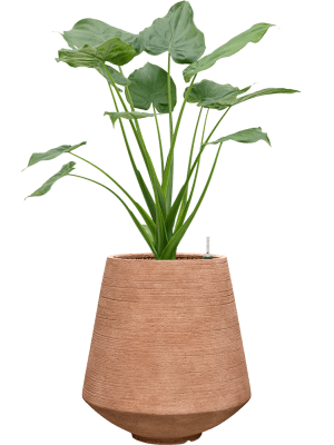 Alocasia cucullata in Colorado (99) inkl. Gefäß