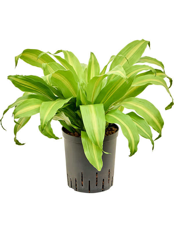 Dracaena deremensis 'Bronze' (Hydro 55)