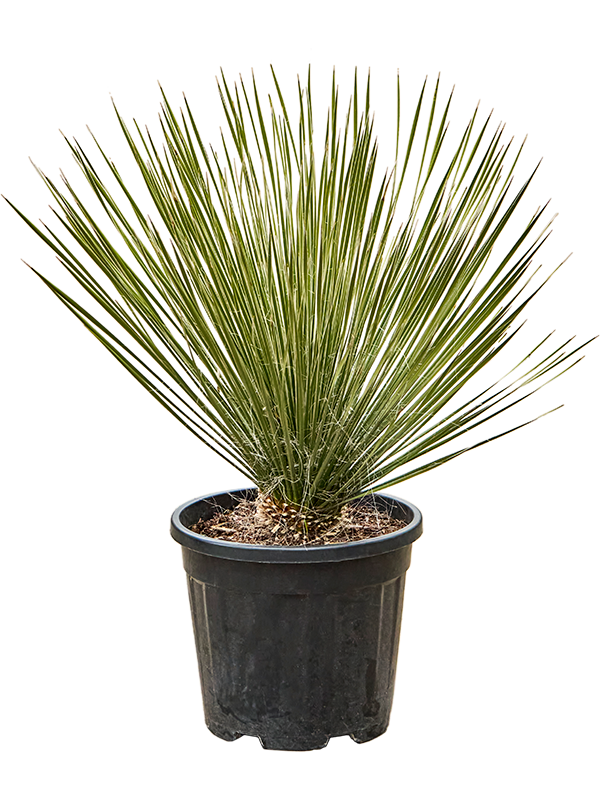 Yucca elata (Erde 80)