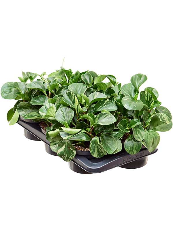Peperomia obtusifolia 'Emily' 6/tray (Erde 25)