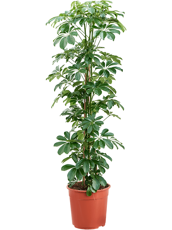 Schefflera arboricola 'Compacta' (Erde 135)