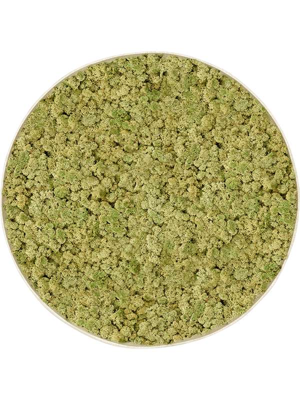 CMSS00876