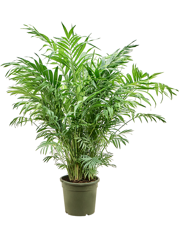 Chamaedorea elegans (Erde 100)