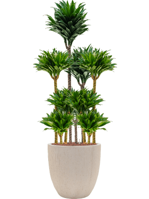 Dracaena fragrans 'Compacta' in Baq Raindrop (131) inkl. Gefäß