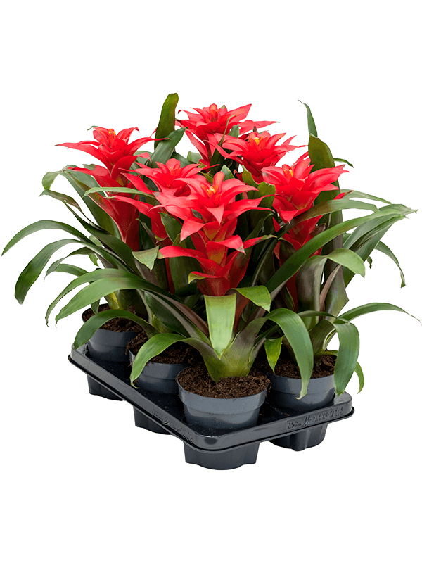 Guzmania 'Optima' 6/tray (Erde 45)