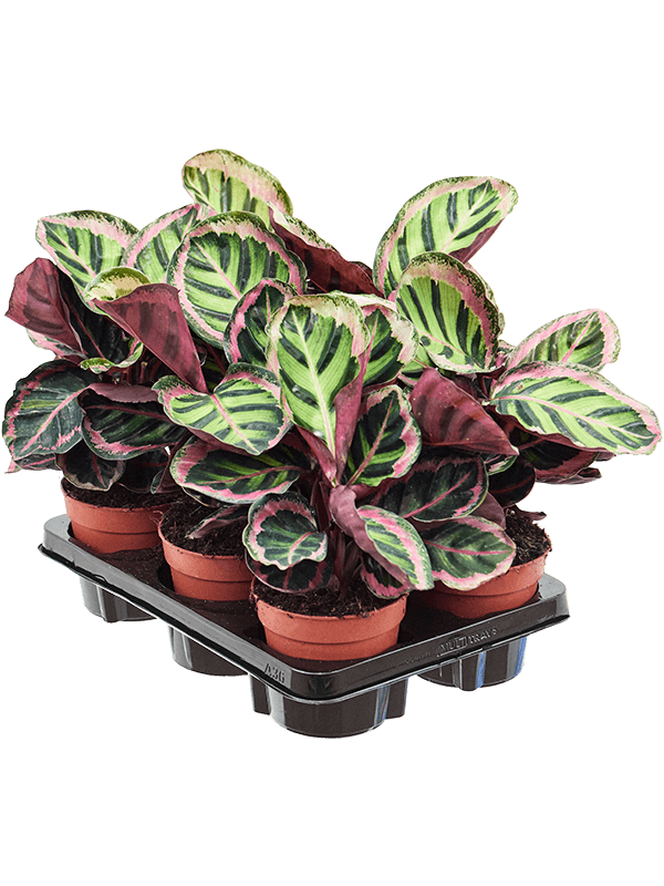 Calathea rosea-picta var. illustris 6/tray (Erde 30)