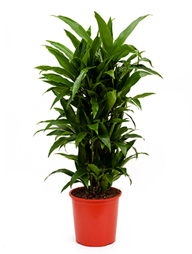 Dracaena fragrans 'Janet Craig' (Erde 120)