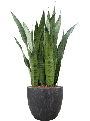 Sansevieria zeylanica in Baq Raindrop (111) inkl. Gefäß