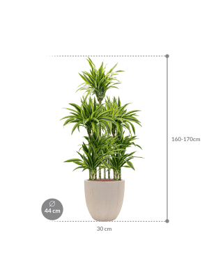 Dracaena fragrans 'Lemon Lime' in Baq Raindrop (163) inkl. Gefäß