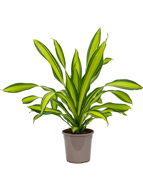 Dracaena fragrans 'Charley' (Erde 90)