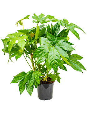 Fatsia japonica (Erde 60)