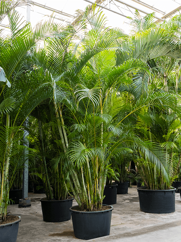 Dypsis (Areca) lutescens (Erde 450)