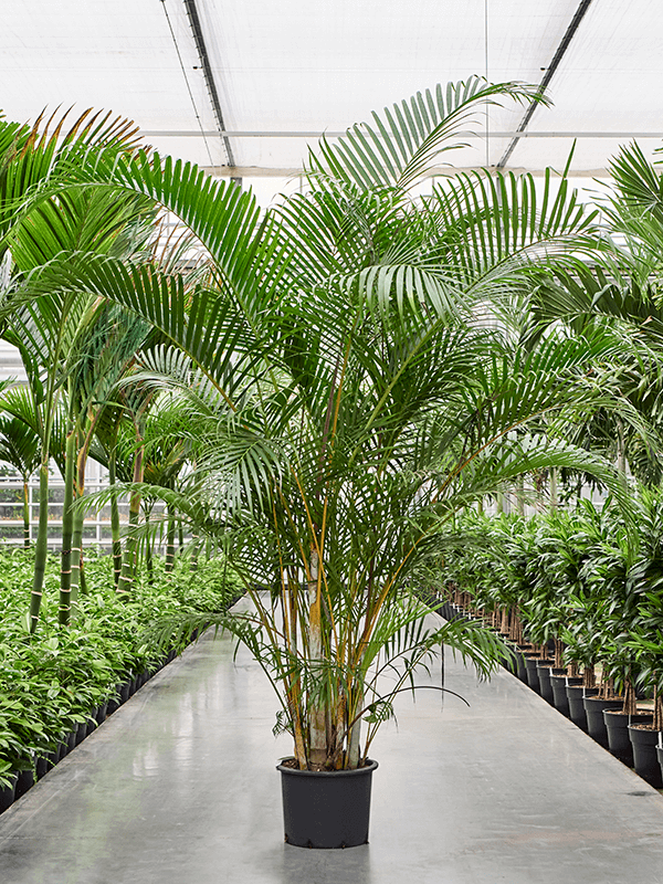 Dypsis (Areca) lutescens (Erde 200)