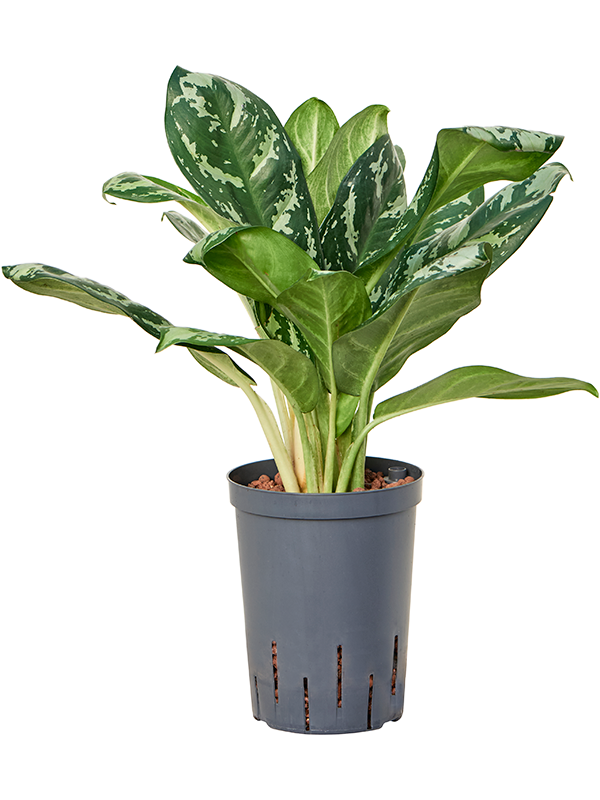 Aglaonema 'Amazon silver' (Hydro 40)