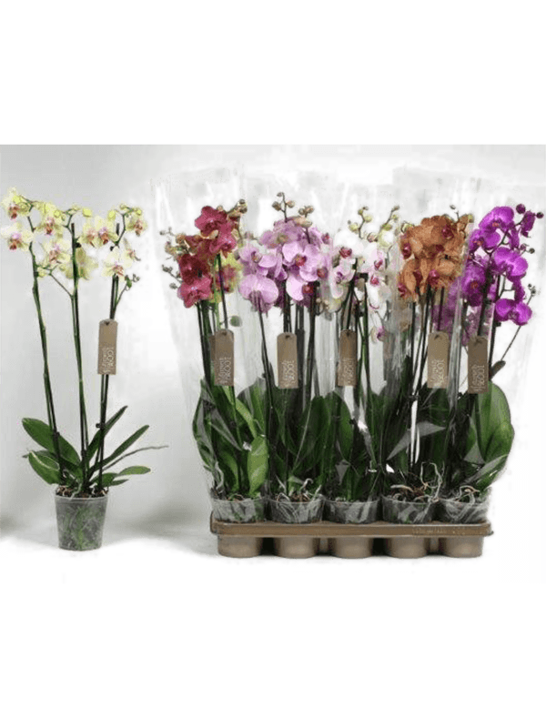 Phalaenopsis mix 10/tray (Erde 60)