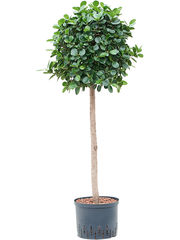 Ficus panda (Hydro 120)