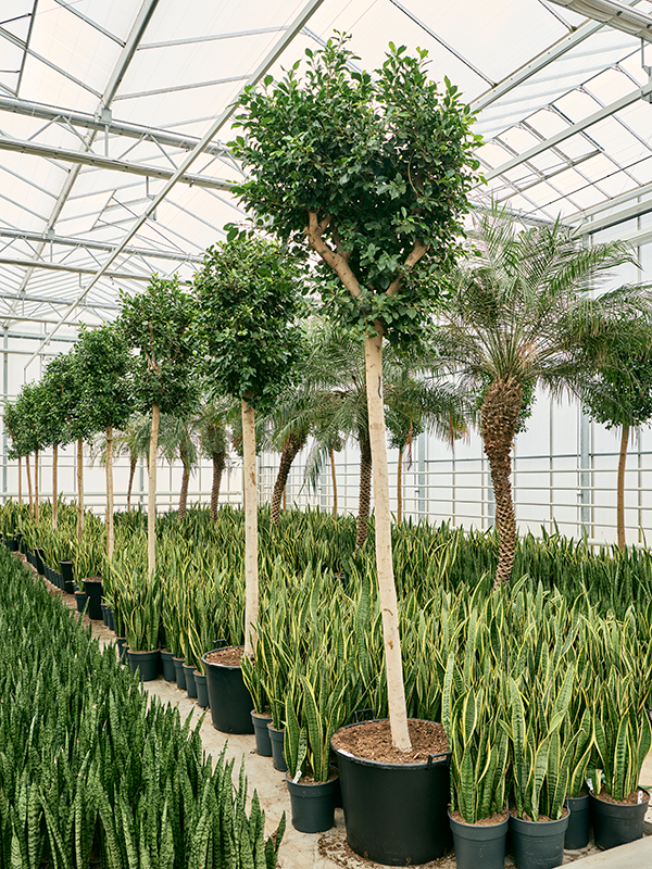 Ficus microcarpa 'Nitida' (Erde 400)
