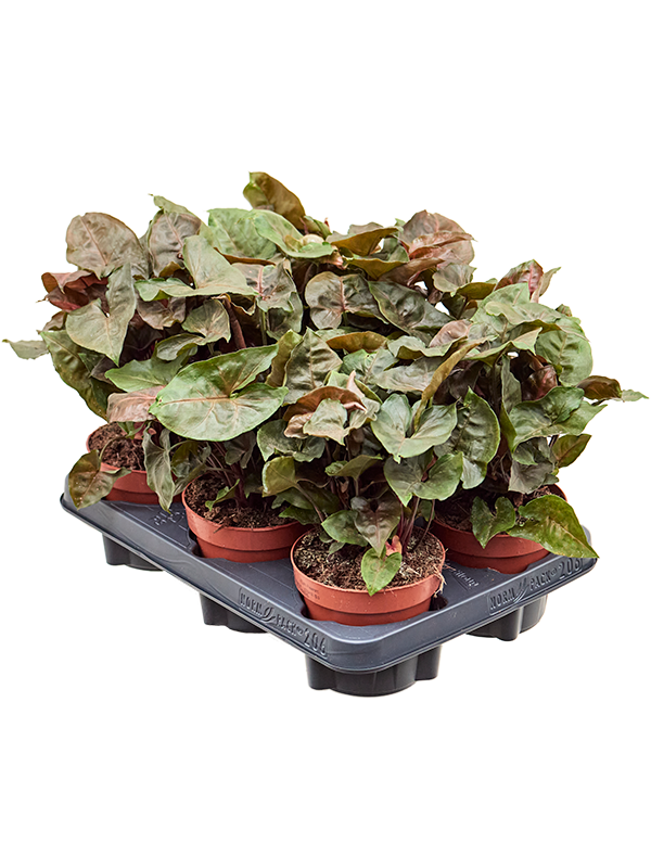 Syngonium podophyllum 'Brocante' 6/tray (Erde 25)