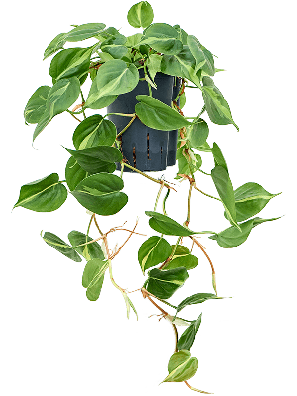 Philodendron scandens 'Brasil' (Hydro 30)