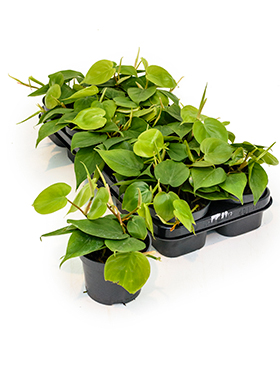 Philodendron scandens 10/tray (Erde 20)