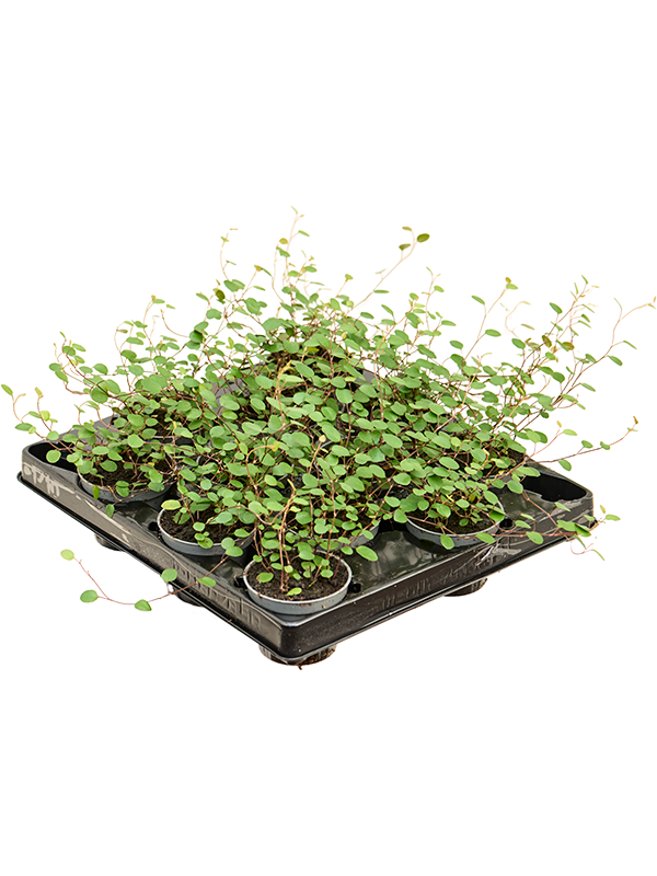 Muehlenbeckia 'Complexa Mao'ri' 12/tray (Erde 10)