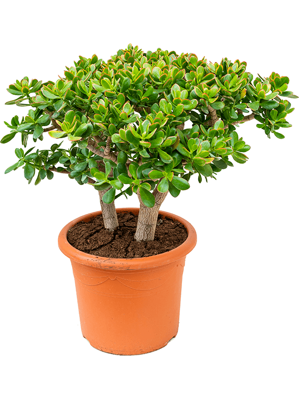 Crassula ovata 'Sunset' (Erde 80)