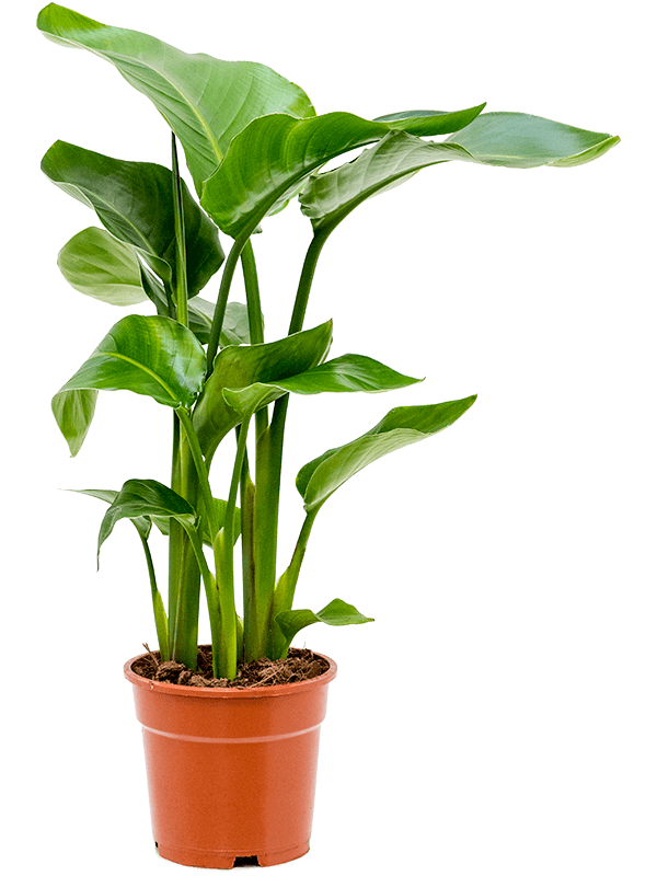 Strelitzia nicolai (Erde 70)