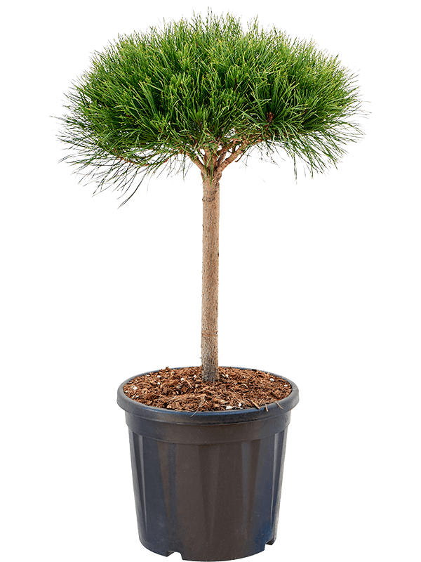 Pinus densiflora 'Alice Verkade' (Erde 100)