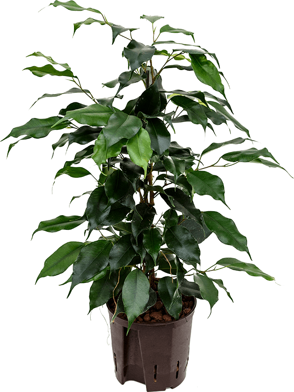 Ficus benjamina 'Danielle' (Hydro 45)
