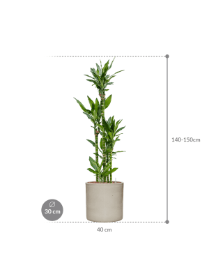 Dracaena fragrans 'Burundii' in Cylinder (148) inkl. Gefäß