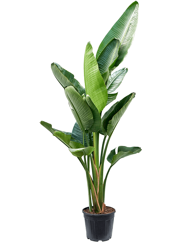 Strelitzia nicolai (Erde 170)