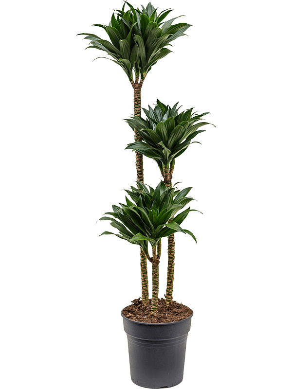 Dracaena fragrans 'Compacta' (Erde 130)
