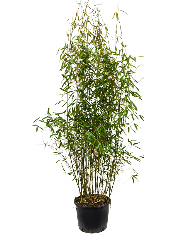 Fargesia murieliae 'Jumbo' (Erde 150)