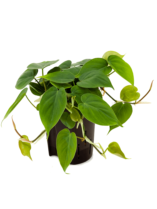Philodendron scandens (Hydro 30)