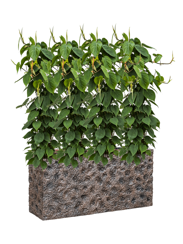 Philodendron scandens in Baq Luxe Lite Universe Moon (135) inkl. Gefäß