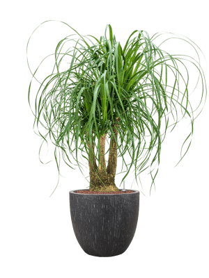 Beaucarnea recurvata in Baq Raindrop (114) inkl. Gefäß