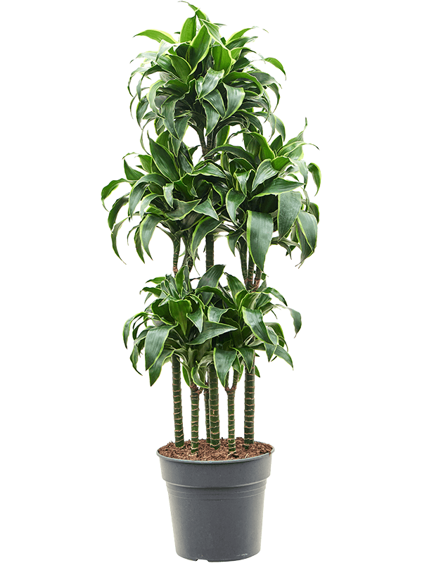 Dracaena fragrans 'Dorado' (Erde 130)