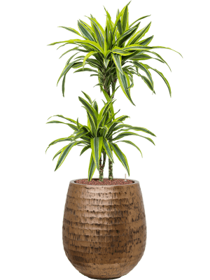 Dracaena fragrans 'Lemon Lime' in Baq Opus Hammered (116) inkl. Gefäß