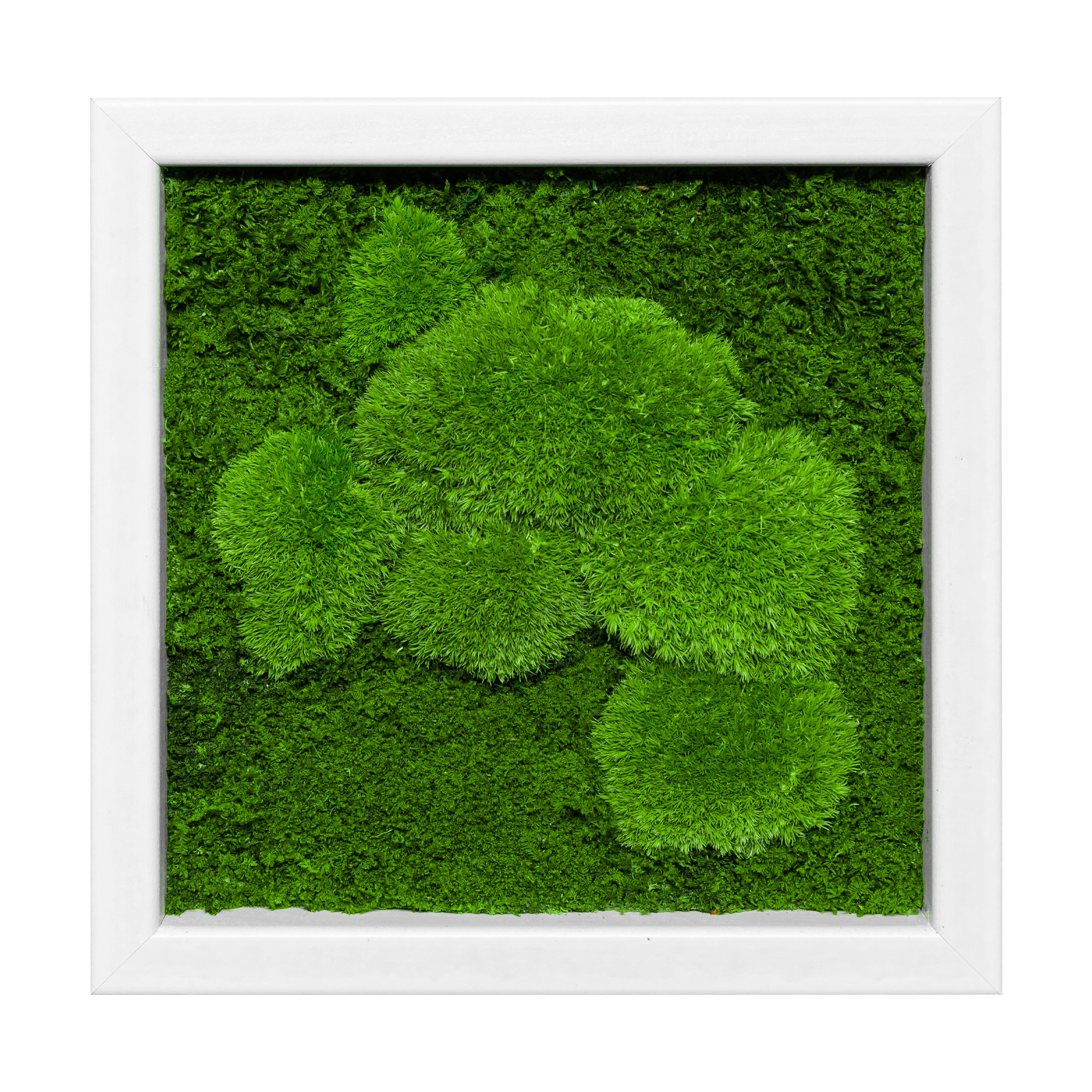 Moosbild Fifty Fifty Design (25x25, weiß)