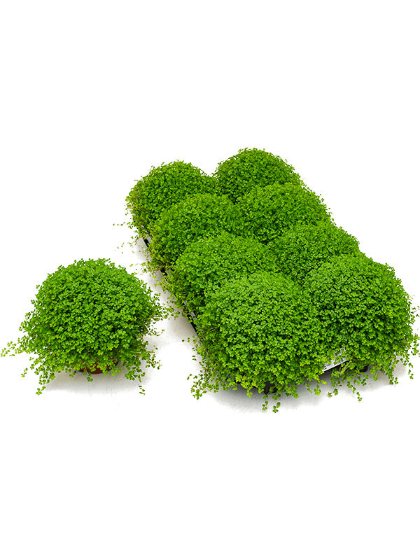 Soleirolia soleirolii (helexine) 8/tray (Erde 15)