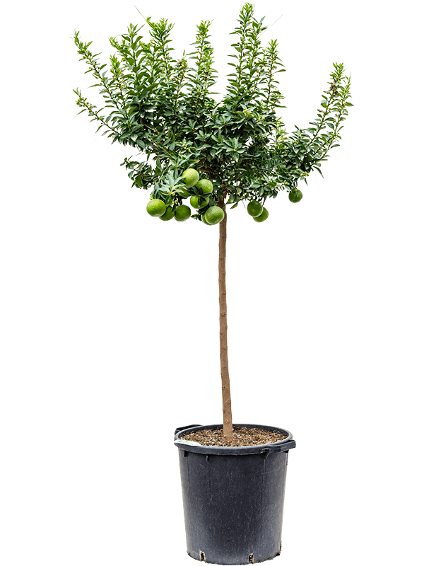 Citrus aurantium 'Chinotto' (Erde 160)