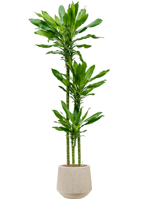 Dracaena fragrans 'Burundii' in Baq Raindrop (157) inkl. Gefäß