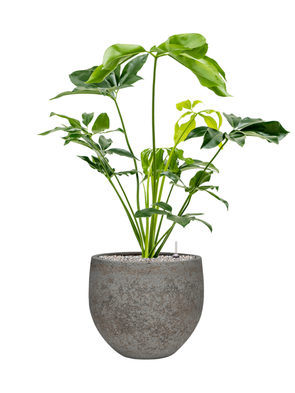 Philodendron 'Green Wonder' in Cement & Stone (109) inkl. Gefäß